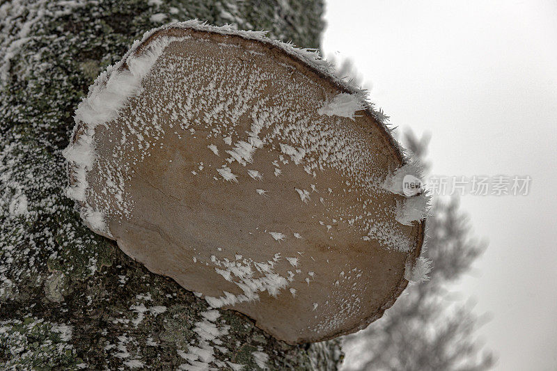 欧洲斯洛维尼亚Primorska冬季，雪背景上的一棵树干上的一种蘑菇(Inonotus obliquus)